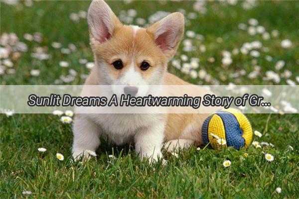 Sunlit Dreams A Heartwarming Story of Grandmothers Love and Furry Companionship